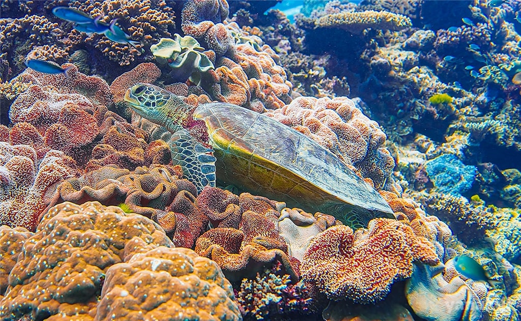 グレートバリアリーフで遭遇した「アオウミガメ」