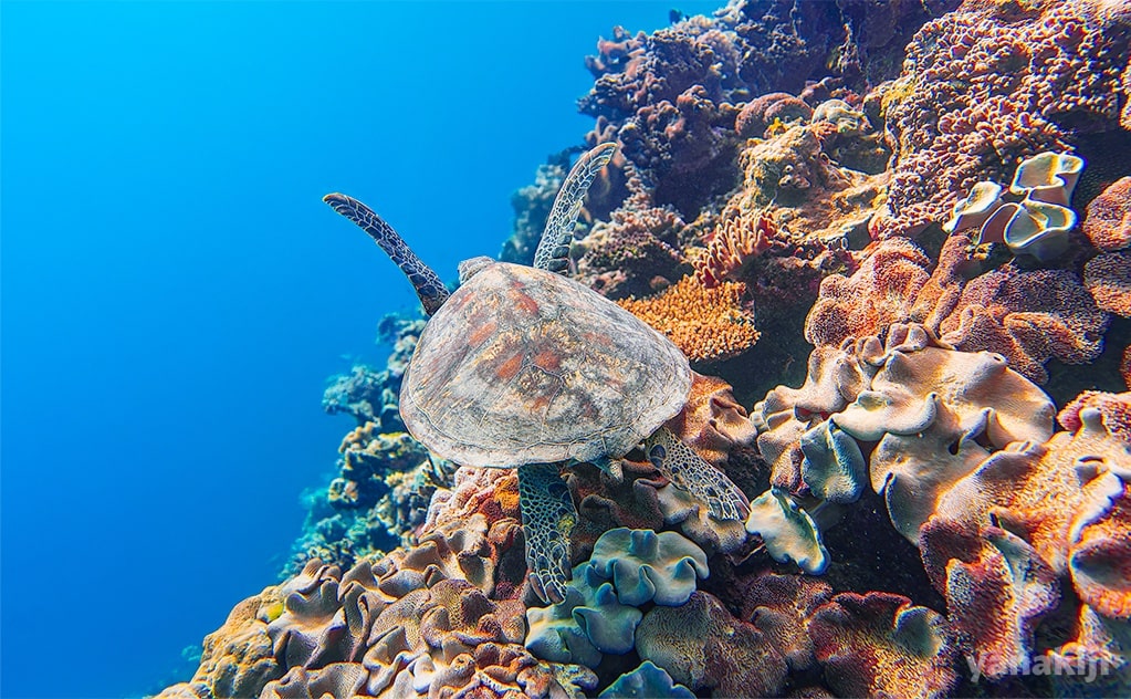 カモフラージュ効果を持つカメの背甲:珊瑚や海藻に溶け込む仕組み