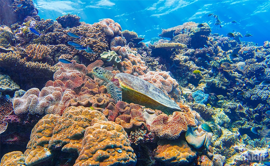 【ウミガメの生態図鑑】種類や産卵、生存率0.2%の過酷な一生とは
