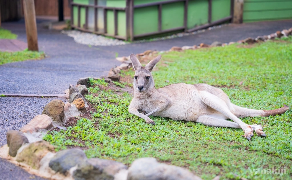 横になってくつろぐカンガルー