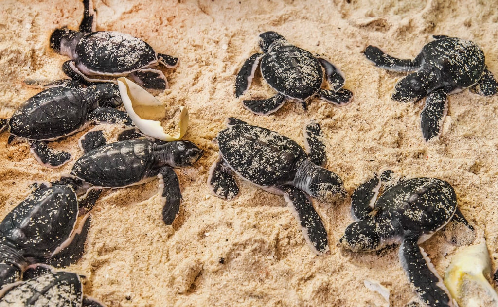孵化した子ガメたち:砂から這い出し、自力で海を目指す