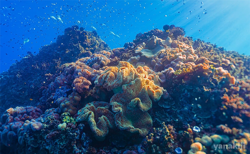 特別綺麗な珊瑚礁スポット