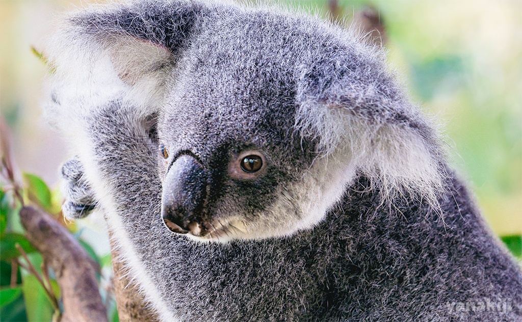 コアラのユーカリだけで生きる秘密！1日20時間寝る、母の愛