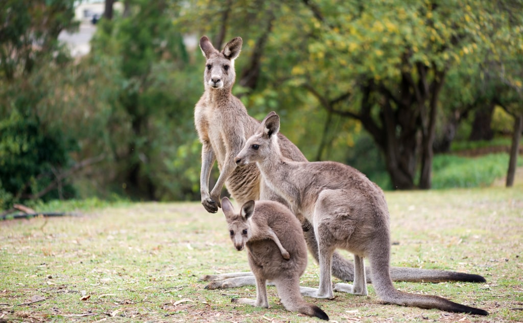カンガルーを学ぶ！お腹の袋のヒミツと驚きの生態