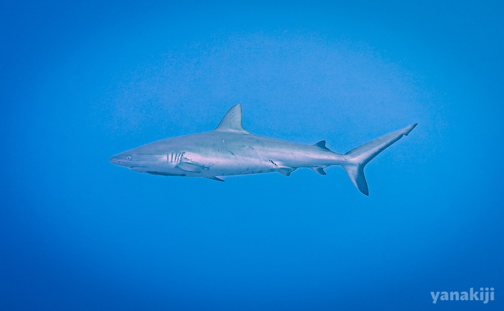 サメは本当に怖い？誤解をとく3つの真実