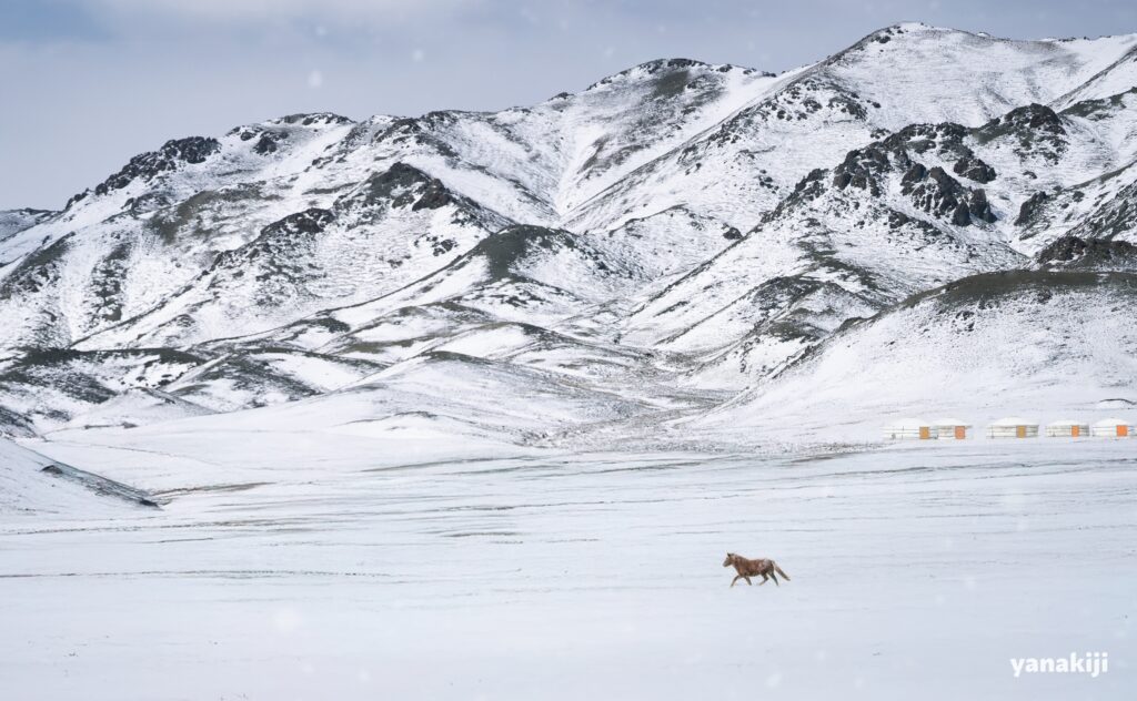 モンゴル🇲🇳ヨーリンアム渓谷付近『馬と雪景色に染まった風景』