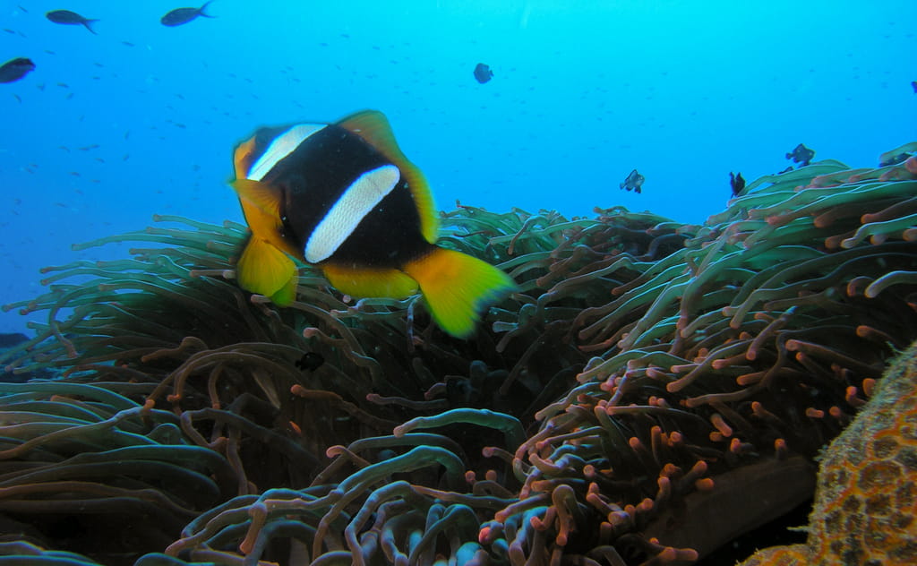 マダガスカルアネモネフィッシュ（Wikipediaより）