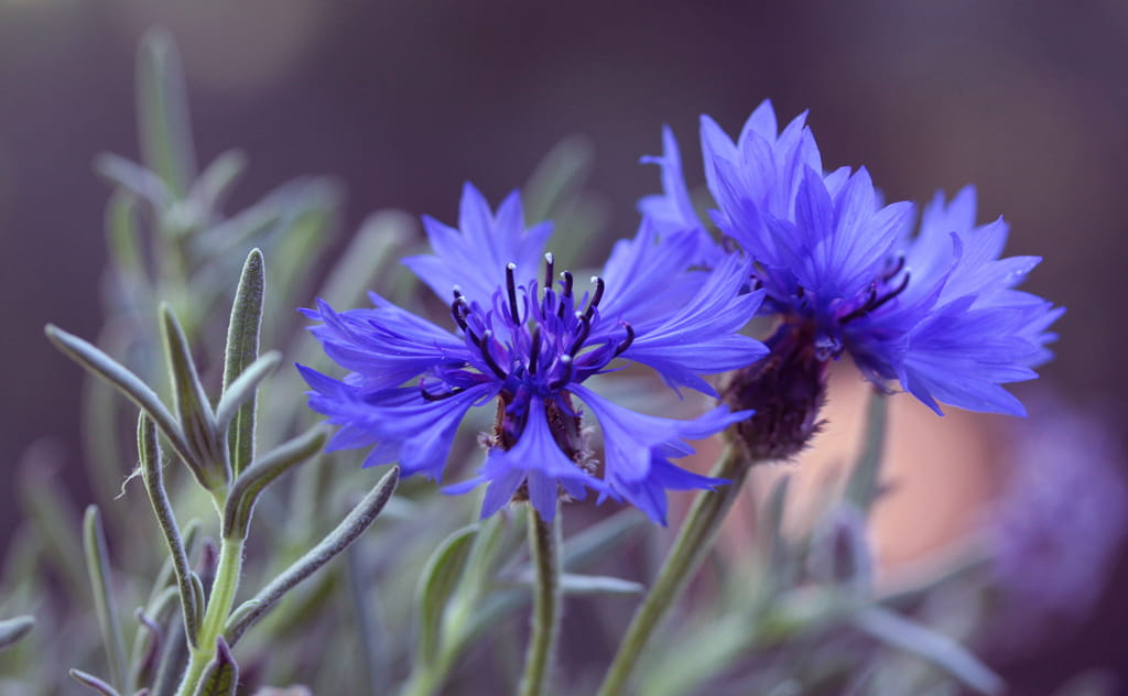 ヤグルマギクの花