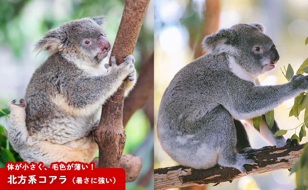 北方系コアラの生態