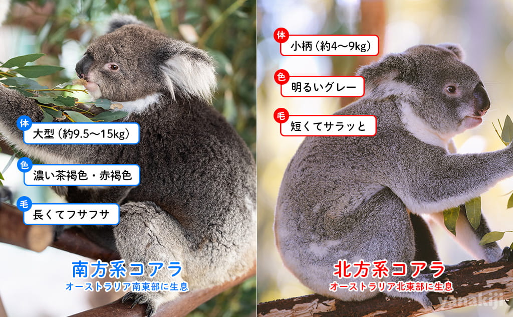（左）南方系コアラ、（右）北方系コアラ