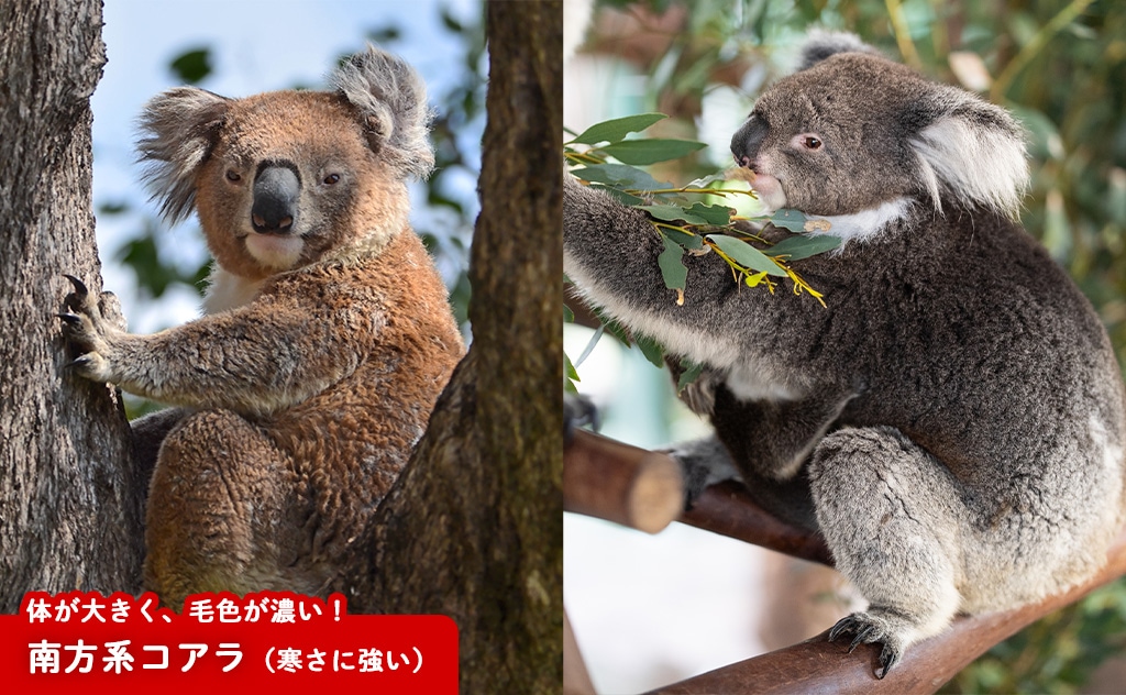 南方系コアラの生態
