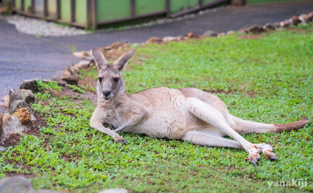 草の上に横たわるオオカンガルー