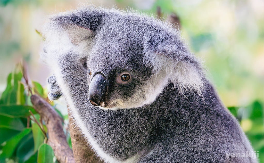 【コアラの生態】ユーカリだけで生きる秘密！1日20時間寝る、母コアラの愛