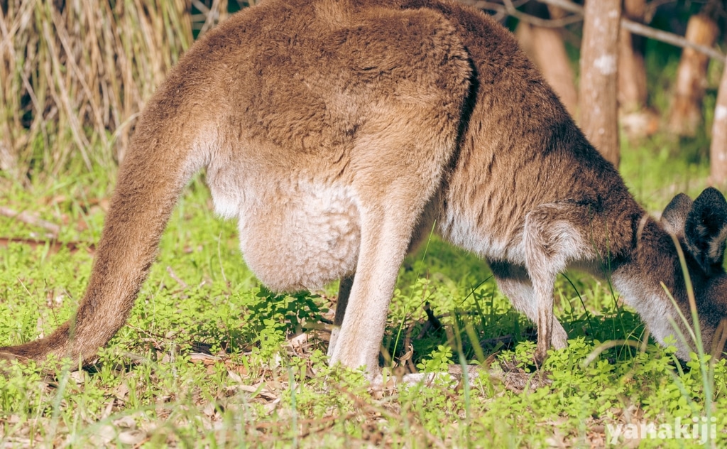 お腹に子供がいるカンガルーの袋