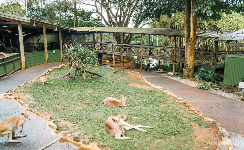 くつろぐカンガルーたち