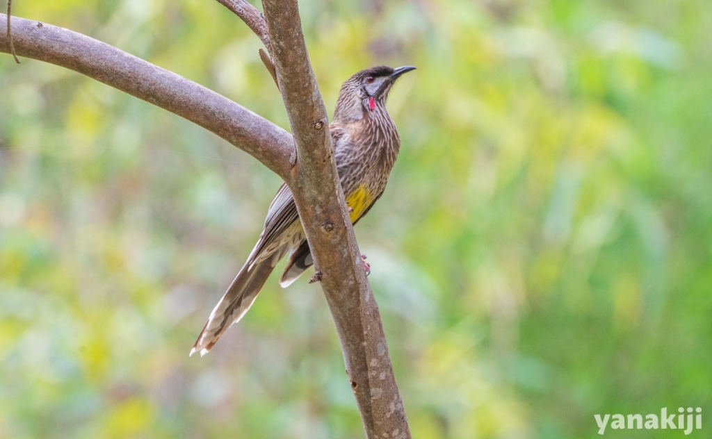 アカミミダレミツスイ(Red Wattlebird)