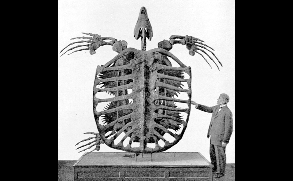 白亜紀に生息した史上最大のカメ「アーケロン」の化石骨格(フレデリック・A・ルーカス, Public domain, via Wikimedia Commons)