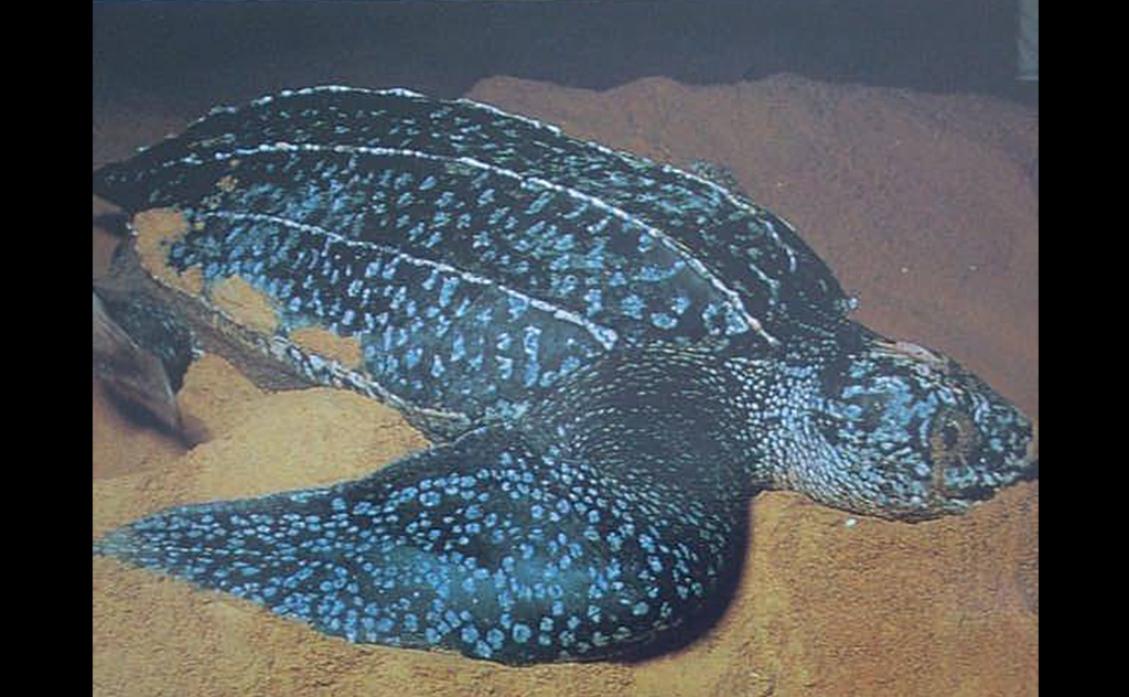 ウミガメ最大種の「オサガメ」。体全体が皮膚で覆われているのが特徴(Wikipediaより)