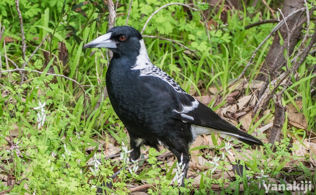 カササギフエガラス(Australian Magpie)