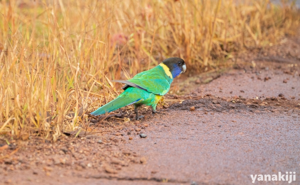 コダイマキエインコ(Elegant Parrot)