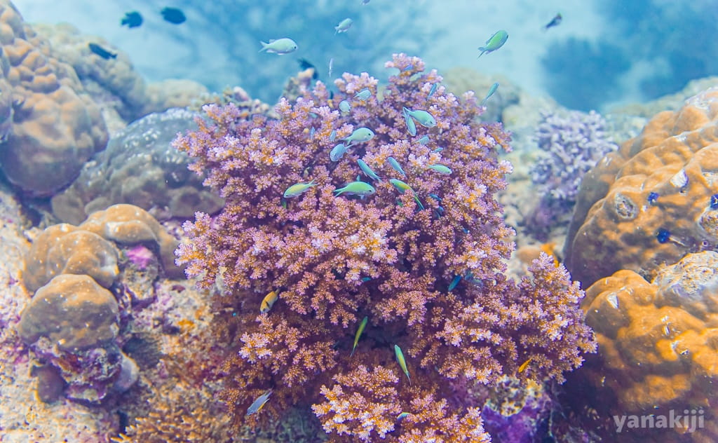まるで海の万華鏡のような世界