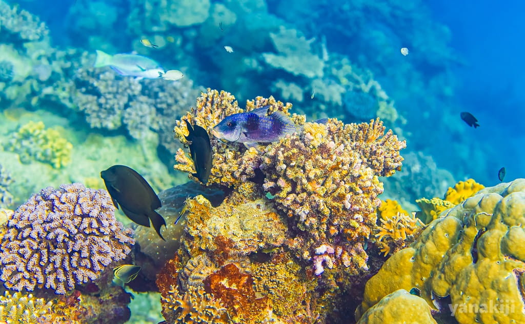 サンゴ礁とその周りを泳ぐ魚