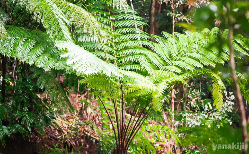 シダ植物
