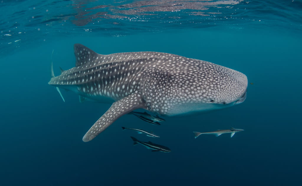 世界最大の魚「ジンベエザメ」