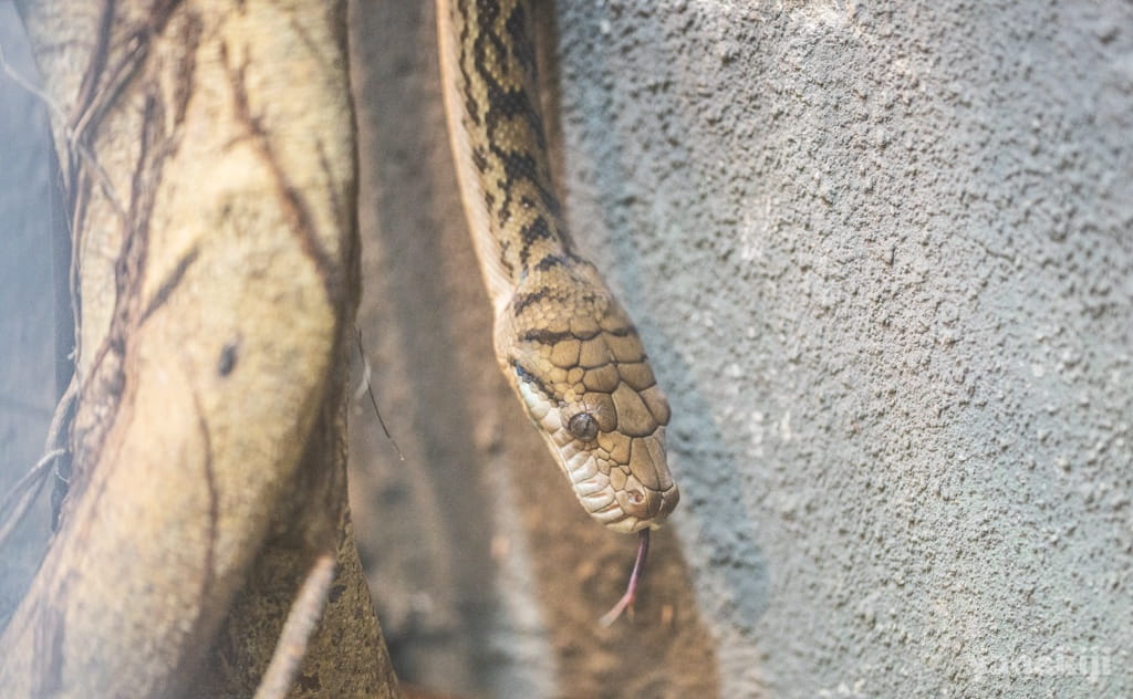 オーストラリア最大のヘビ「スクラブパイソン」