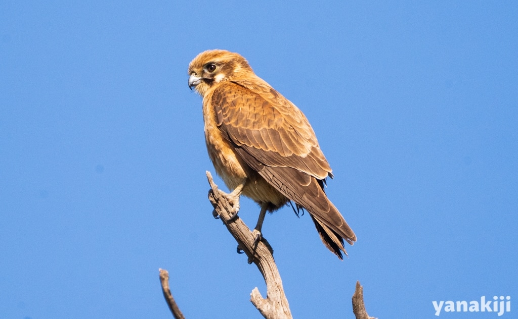 チャイロハヤブサ(Brown Falcon)