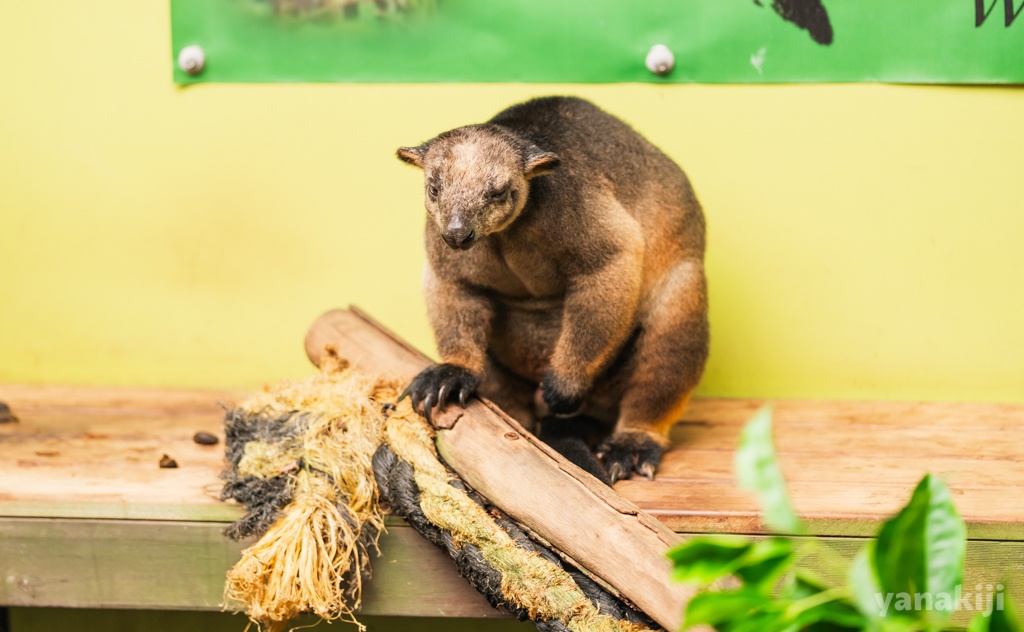 「ツリーカンガルー」は限られた地域でしか生息していない希少種