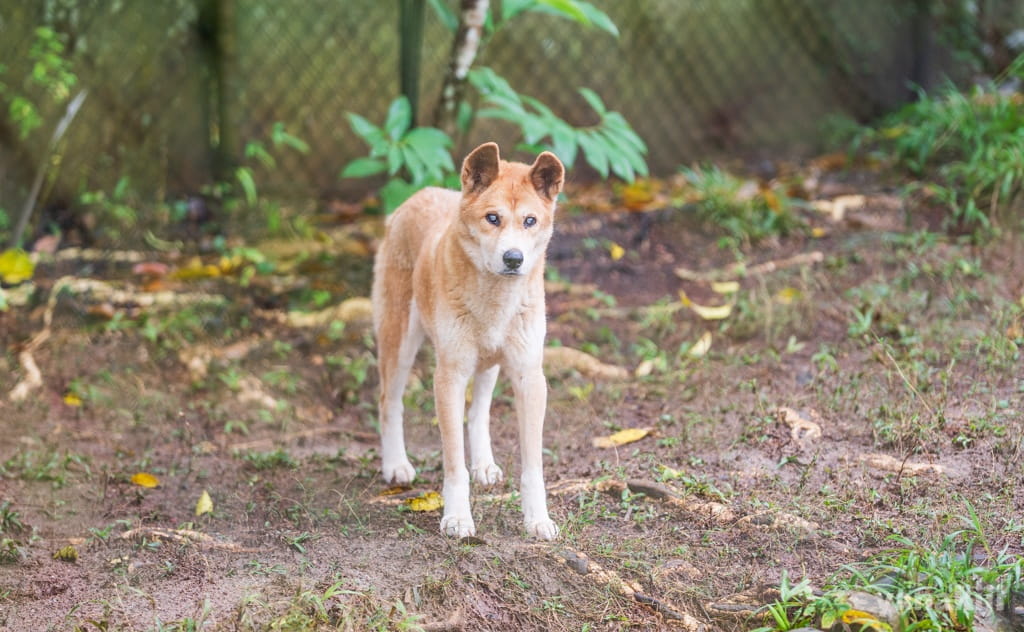 オーストラリアの野生犬「ディンゴ」