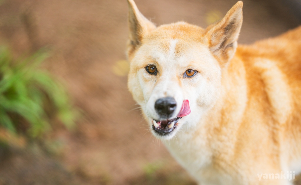 ディンゴは、狼と犬の間のような存在