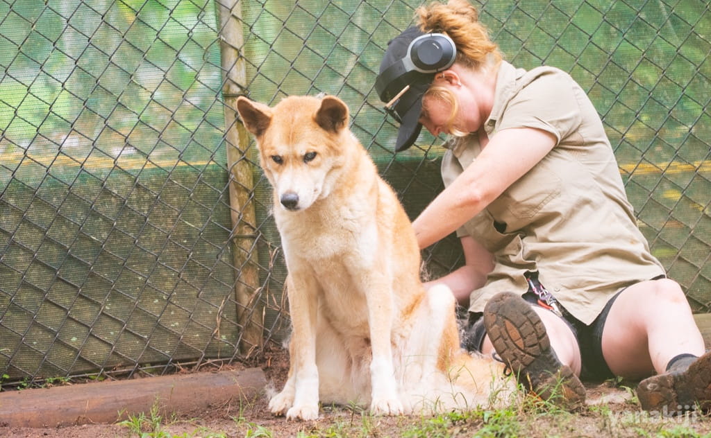 人懐っこさと野生味を併せ持つ「ディンゴ」