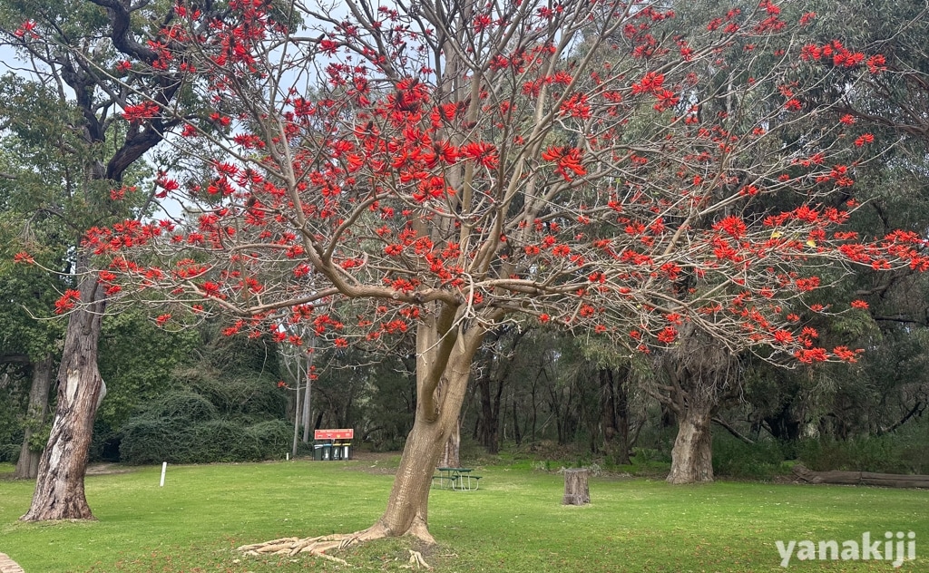 デイゴ(Coral Tree)