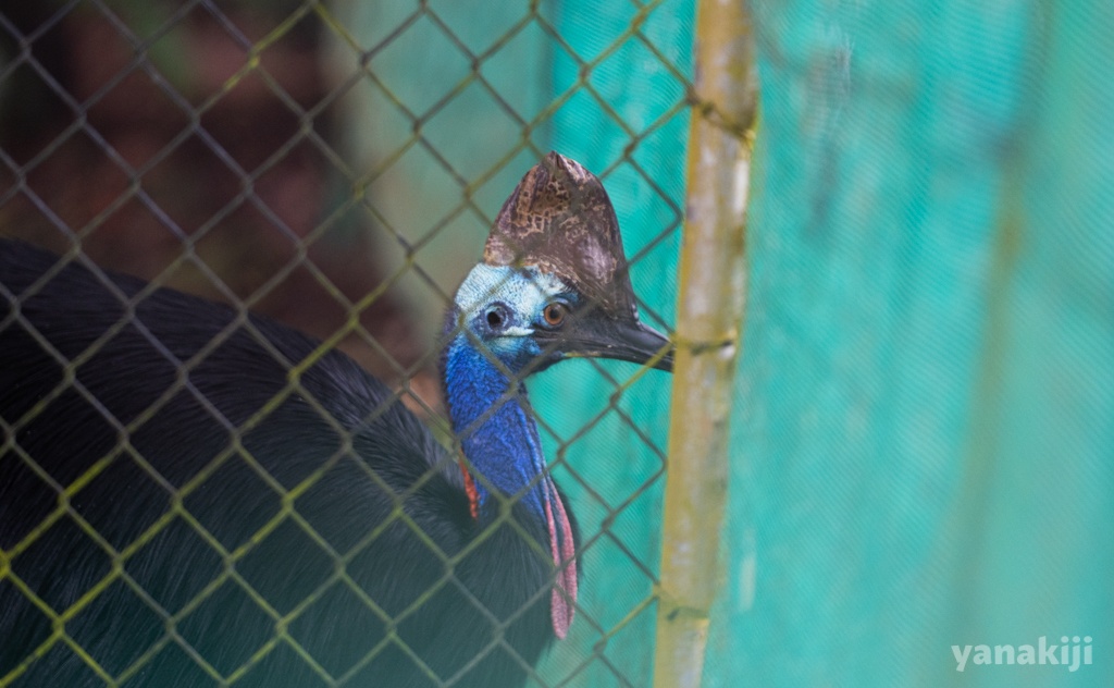 世界で最も危険な鳥とされる「ヒクイドリ」