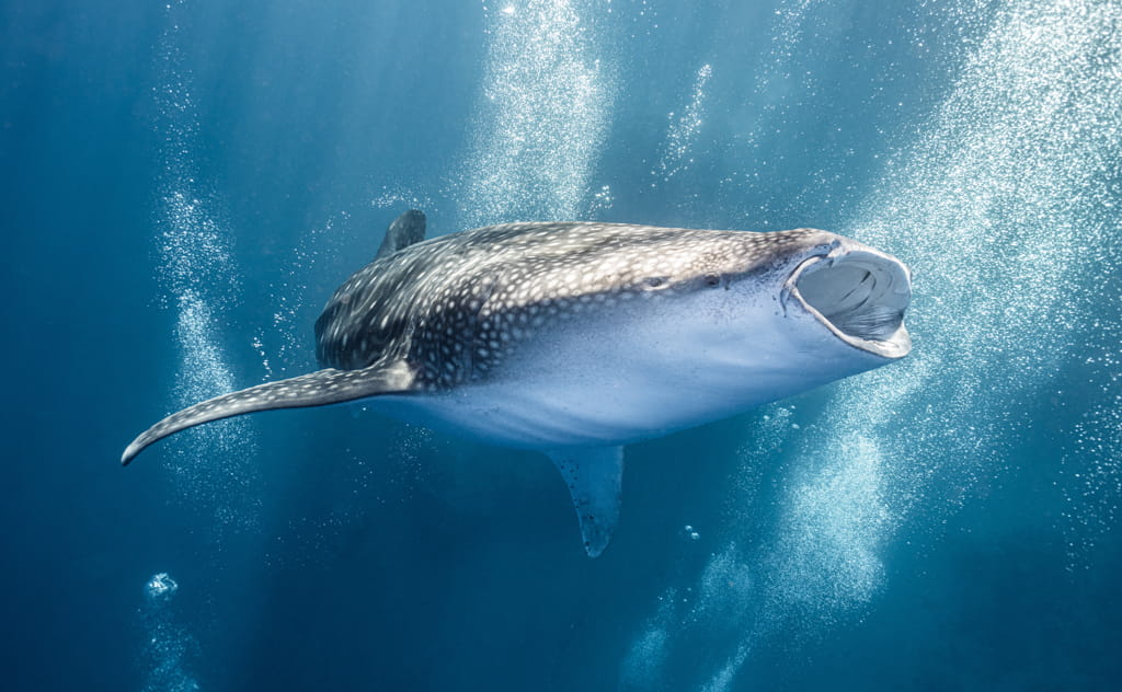 ジンベエザメはプランクトンや小魚、オキアミを食べる
