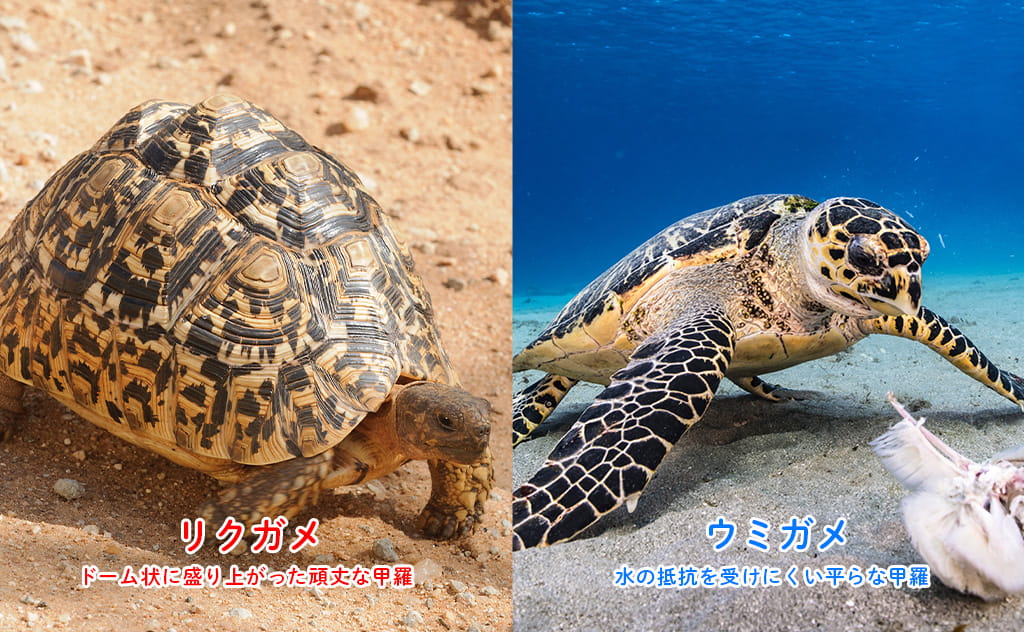 甲羅の形状の違い:ドーム型のリクガメと、平らで流線型のウミガメ