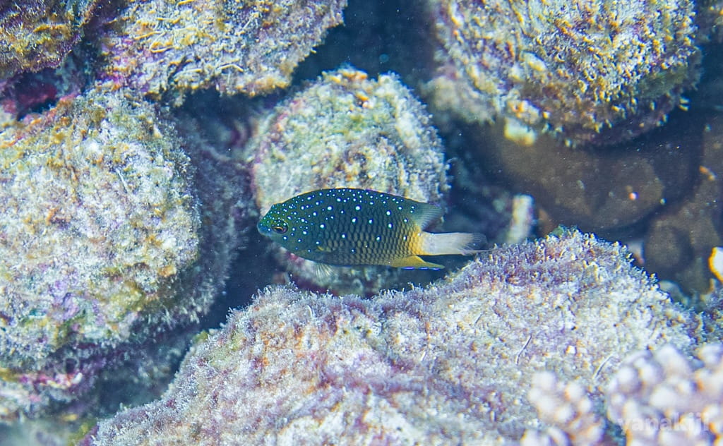 ルリホシスズメダイ
