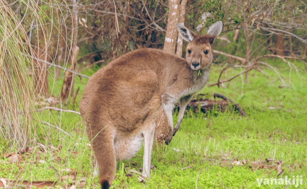 優しい顔つきの母親カンガルー