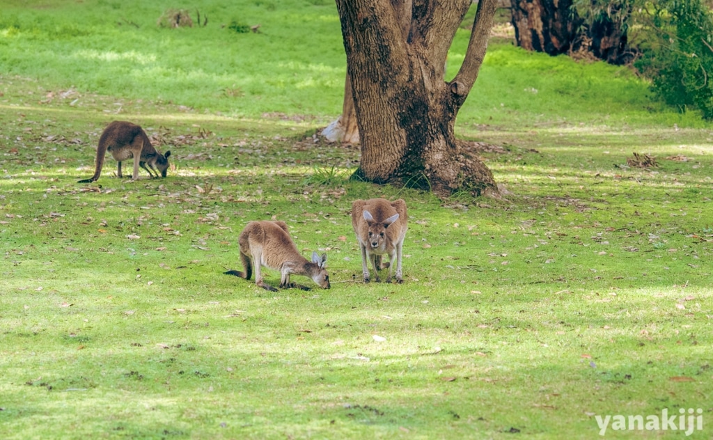 ヤンチャップ国立公園でオオカンガルーを発見