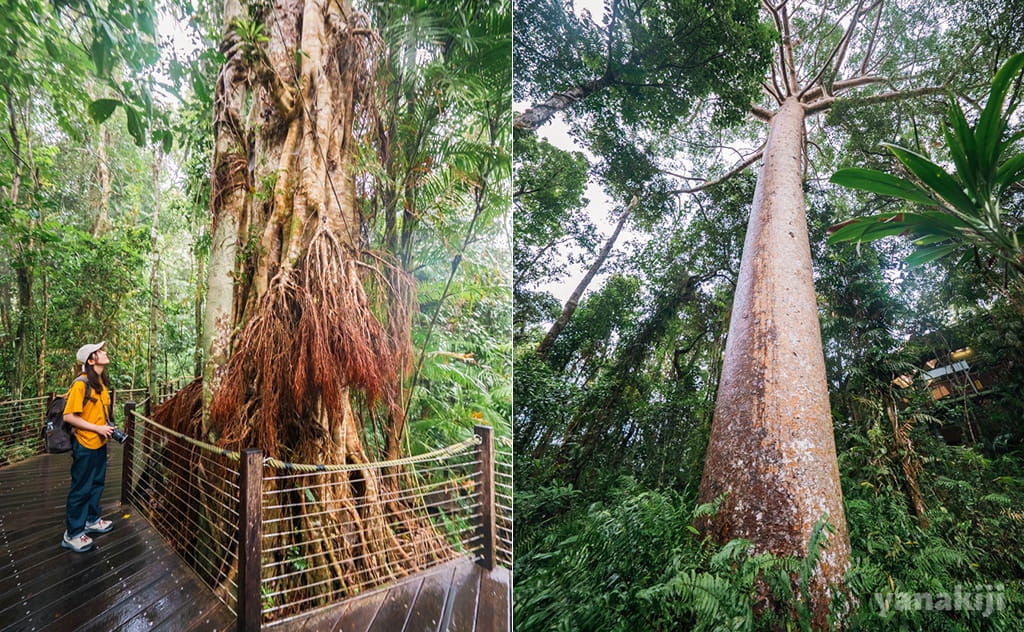 樹齢400年の大木