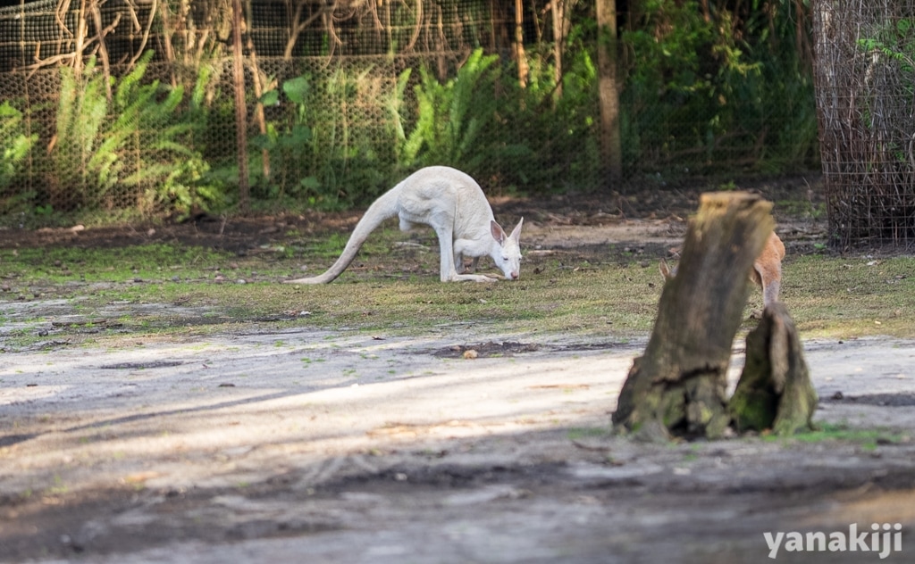 珍しい白いカンガルー。白い姿はアルビノ(白変種)によるもの。