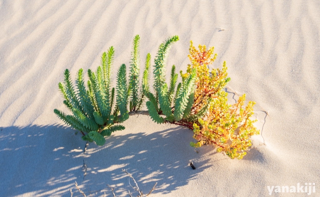 砂浜に鮮やかな植物が生えている