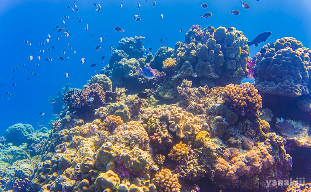 美しいサンゴ礁と魚の群れ