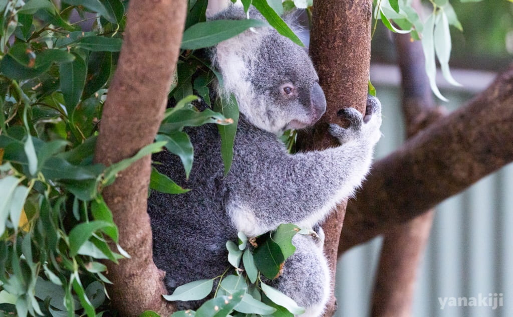 ケアンズ旅の定番「レインフォレステーション」の楽しみ方。見どころ・モデルコース