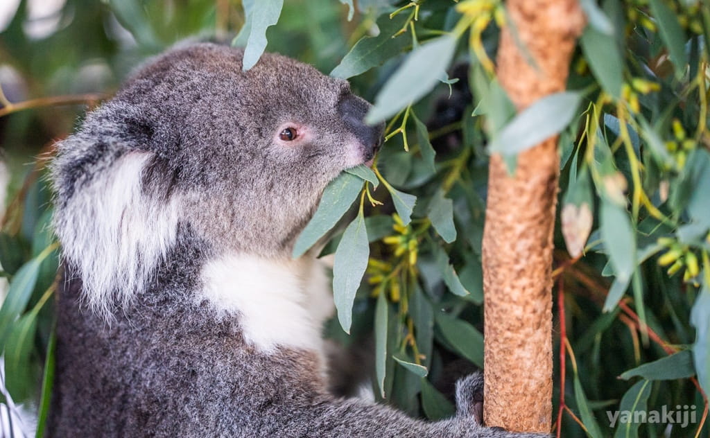 オーストラリア最終日！ヤンチャップ国立公園とホワイトマン・パークへ