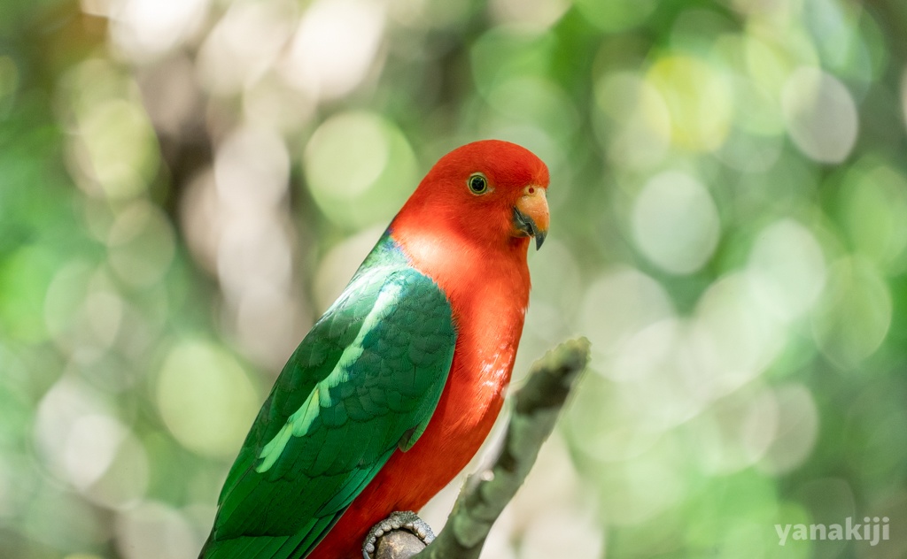 キンショウジョウインコ