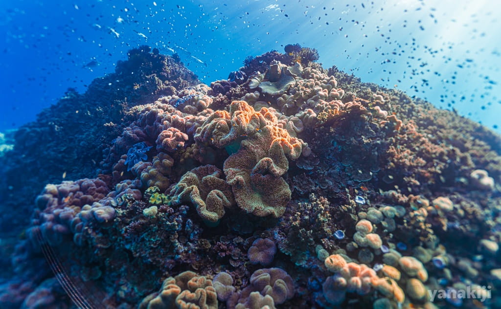カラフルなサンゴ礁が広がるグレートバリアリーフの海