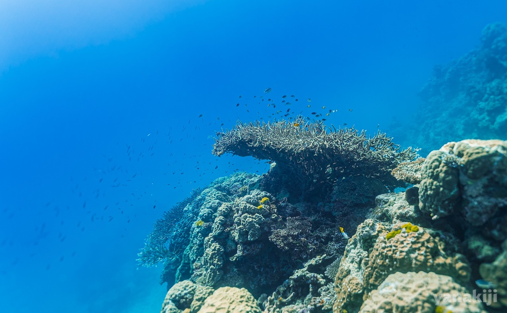 小さな魚の群れ